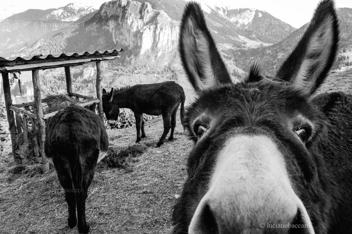 donkey, luciano baccaro, baccaro, fotografo videomaker